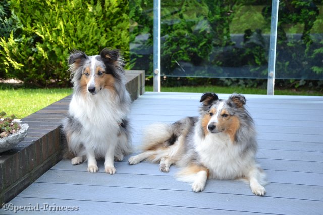 Cheeta (rechts) samen met haar moeder Abby